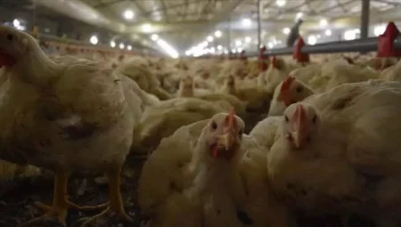 İstatistik Kurumu Açıkladı ! Tavuk Tüketimi Artıyor